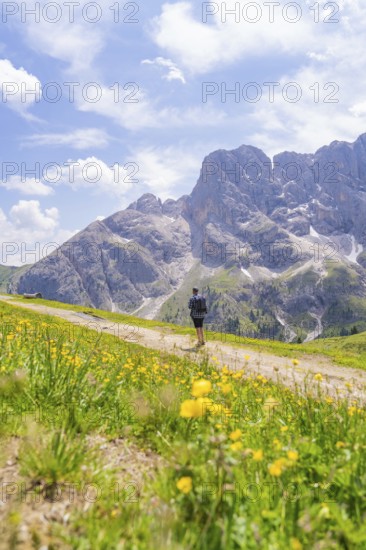 A hiker on a flower-covered path in front of a spectacular mountain backdrop, Alpe di Siusi, Dolomites, South Tyrol, Italy