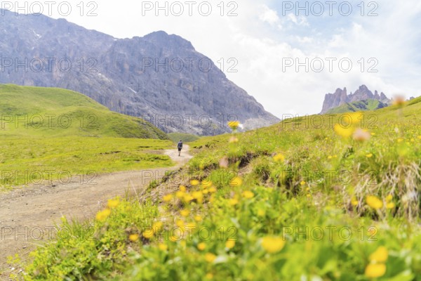 Hiking trail with flowering meadows and dramatic rocky mountains in the background, Alpe di Siusi, Dolomites, South Tyrol, Italy