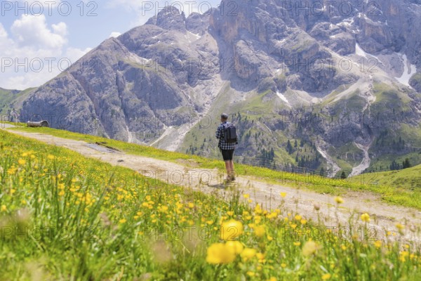 A hiker on a path surrounded by yellow flowers, with majestic mountains in the background, Alpe di Siusi, Dolomites, South Tyrol, Italy