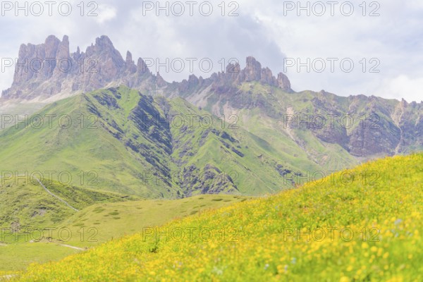Mountain landscape with flowering meadows and dramatic mountain peaks, Alpe di Siusi, Dolomites, South Tyrol, Italy