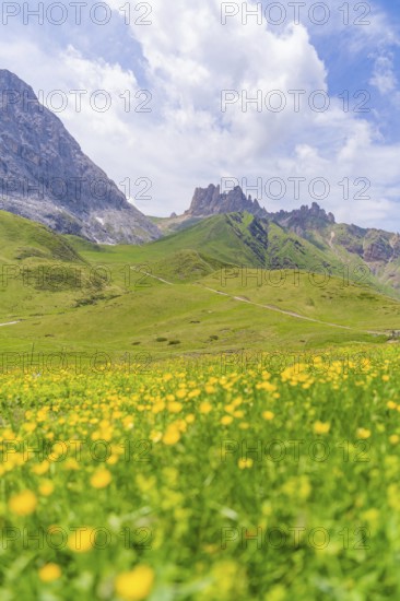 Flower meadow in front of a mountain backdrop under a blue sky with clouds, Alpe di Siusi, Dolomites, South Tyrol, Italy
