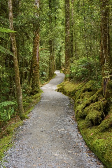 A quiet forest path surrounded by tall trees and mossy ground, summer, Lake Matheson, Fox Glacier, South Island, New Zealand