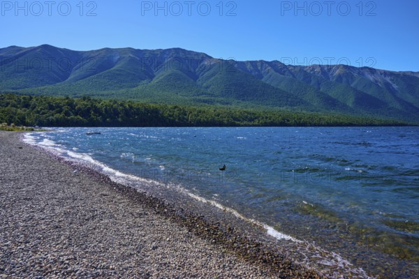 Pebble beach with waves, view of dense forests and mountain range, summer, Lake Rotoiti, Saint Arnaud, Tasman Region, South Island, New Zealand