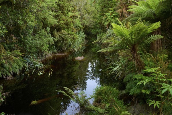 A quiet stream flows through a densely overgrown forest with tall ferns and lush vegetation, summer, Lake Matheson, Fox Glacier, South Island, New Zealand