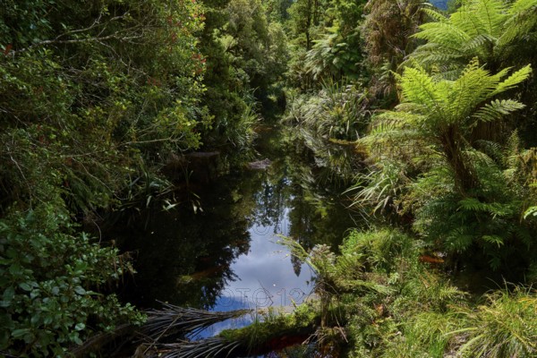 Dense jungle with small watercourse, reflections in the water, summer, Lake Matheson, Fox Glacier, South Island, New Zealand