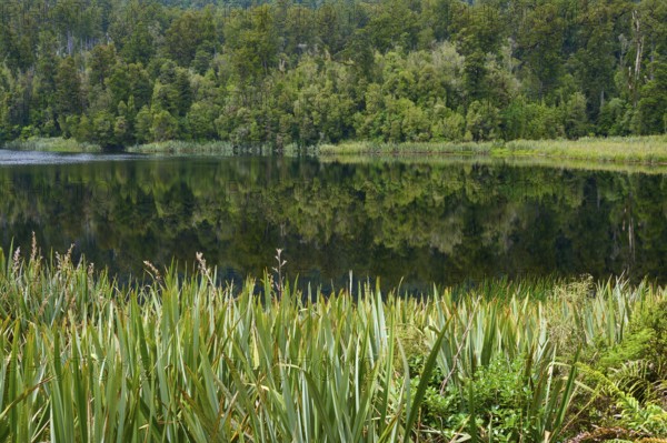 Mirror edge on the shore, dense forest provides reflections in the water, summer, Lake Matheson, Fox Glacier, South Island, New Zealand