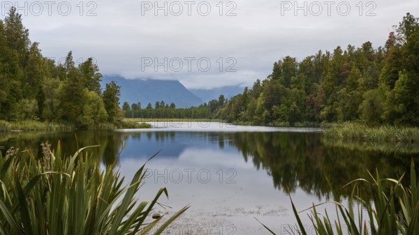 A long, winding lake surrounded by dense vegetation and mountains in the distance, summer, Lake Matheson, Fox Glacier, South Island, New Zealand