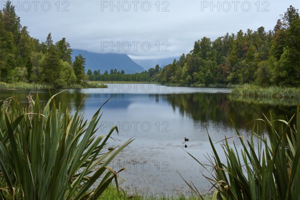 A calm lake surrounded by dense trees and mountains under a cloudy sky, summer, Lake Matheson, Fox Glacier, South Island, New Zealand