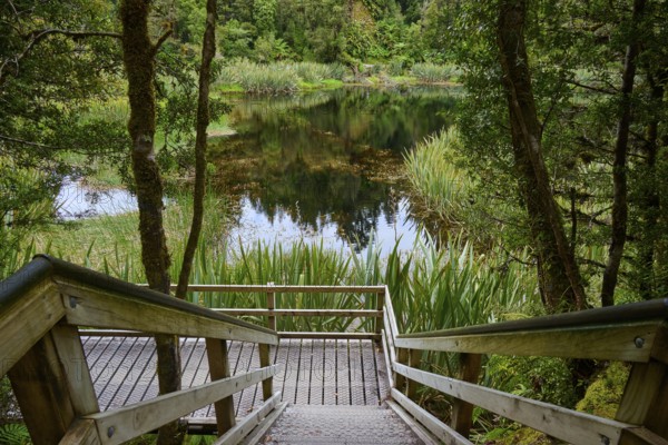 A wooden staircase leads to a tranquil lake surrounded by dense forest vegetation, summer, Lake Matheson, Fox Glacier, South Island, New Zealand