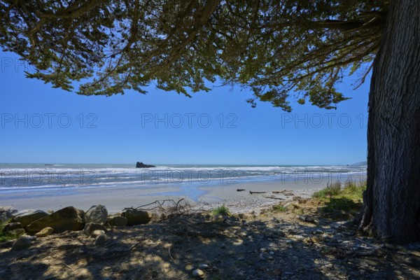 View from the beach to the sea under a tree with blue sky, Fox River, West Coast, South Island, New Zealand