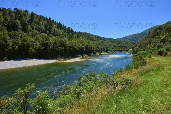 River course surrounded by dense vegetation and green forests in bright daylight, Kilkenny Lookout, Lower Buller Gorge, Buller River, South Island, New Zealand