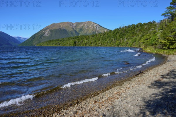Clear water lapping at a pebbly shore, surrounded by green forests and majestic mountains, summer, Lake Rotoiti, Saint Arnaud, Tasman Region, South Island, New Zealand