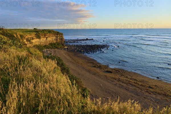 Steep coast with sandy beach in the evening, vegetation in the foreground, summer, Opunake, Taranaki, North Island, New Zealand