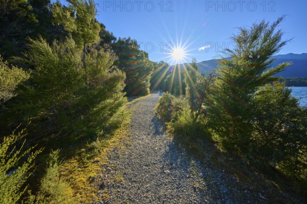 A narrow gravel path through a forest with sunbeams falling through the trees onto the path, near a lake, summer, Lake Rotoiti, Saint Arnaud, Tasman Region, South Island, New Zealand