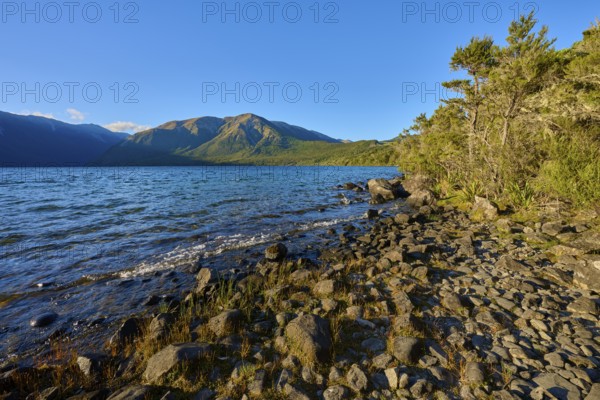Pebble-covered shore with trees, the lake glistens under a clear sky with distant mountains, summer, Lake Rotoiti, Saint Arnaud, Tasman Region, South Island, New Zealand