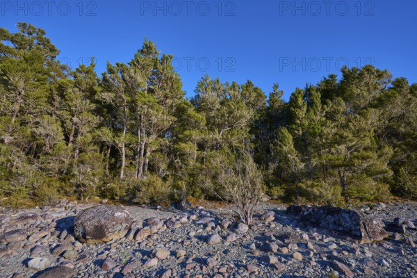 Dense forest with large rocks under a clear blue sky, summer, Lake Rotoiti, Saint Arnaud, Tasman Region, South Island, New Zealand
