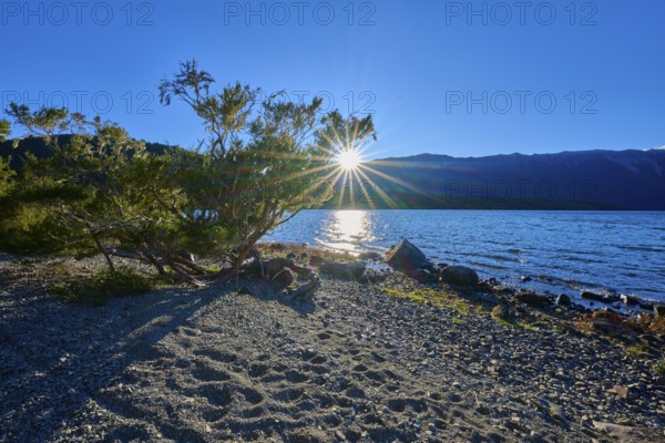 Sunlight shines through a tree on the shore of a lake, the calm water reflects the mountains, summer, Lake Rotoiti, Saint Arnaud, Tasman Region, South Island, New Zealand