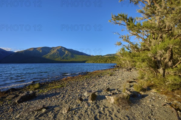 Calm lake with mountains in the background, a tree and stones line the shore under a clear sky, summer, Lake Rotoiti, Saint Arnaud, Tasman Region, South Island, New Zealand