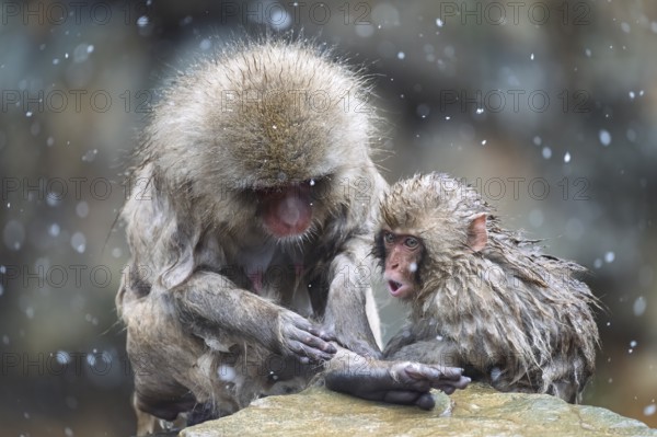 Japanese macaques (Macaca fuscata), wet, bathing, in winter, snowfall, Jigokudani Snow Monkey Park, Yamanouchi, Shimotakai, Nagano Prefecture, Japan