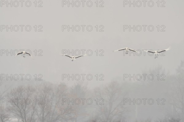 Manchurian cranes (Grus japonensis), in flight, Tsurui, Akan district, Hokkaido, Japan