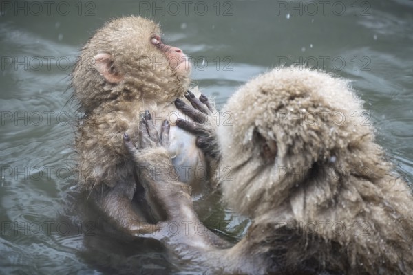 Japanese macaques (Macaca fuscata), lounging, wet, bathing, in winter, Jigokudani Snow Monkey Park, Yamanouchi, Shimotakai, Nagano Prefecture, Japan