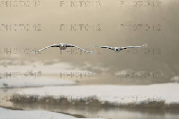 Manchurian cranes (Grus japonensis), in flight, winter, snow, river, Tsurui, Akan district, Hokkaido, Japan