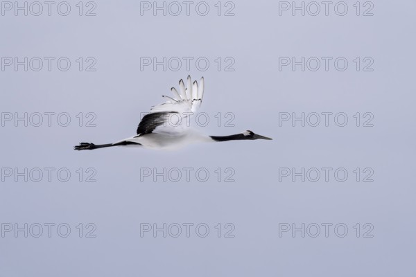 Manchurian crane (Grus japonensis), in flight, Tsurui, Akan district, Hokkaido, Japan