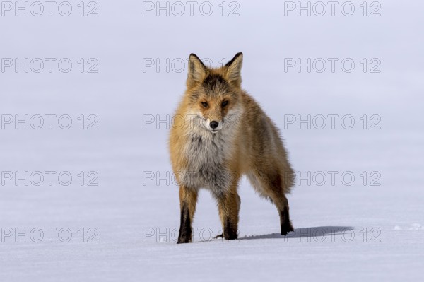 Ezo red fox (Vulpes vulpes schrencki), in the snow, Tsurui, Akan district, Hokkaido, Japan