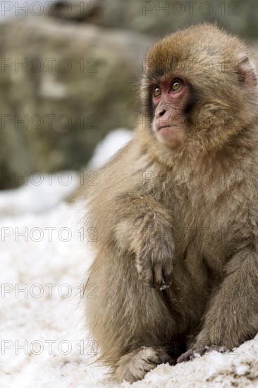 Japanese macaque (Macaca fuscata), in winter, sitting in the snow, Jigokudani Snow Monkey Park, Yamanouchi, Shimotakai, Nagano Prefecture, Japan