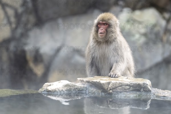 Japanese macaque (Macaca fuscata), in winter, Jigokudani Snow Monkey Park, Yamanouchi, Shimotakai, Nagano Prefecture, Japan