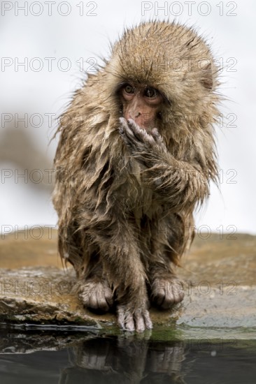 Japanese macaque (Macaca fuscata), wet, bathing, in winter, Jigokudani Snow Monkey Park, Yamanouchi, Shimotakai, Nagano Prefecture, Japan