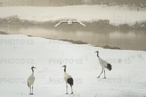 Manchurian crane (Grus japonensis), in flight, winter, snow, river, Tsurui, Akan district, Hokkaido, Japan