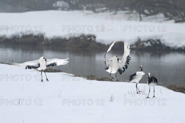 Manchurian cranes (Grus japonensis), mating, winter, snow, river, Tsurui, Akan district, Hokkaido, Japan