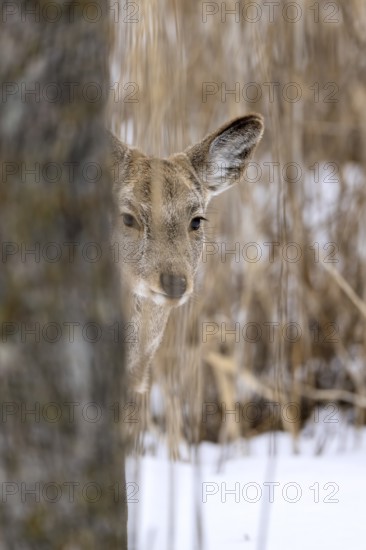 Hokkaido sika deer (Cervus nippon yesoensis), in the forest, in the snow, Tsurui, Akan district, Hokkaido, Japan