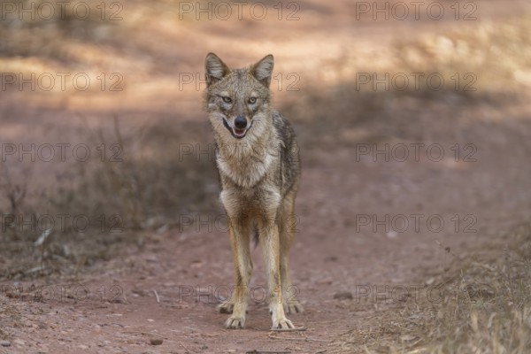 Golden jackal (Canis aureus), Bandhavgarh National Park, Bahannara, Manpur, Madhya Pradesh, India