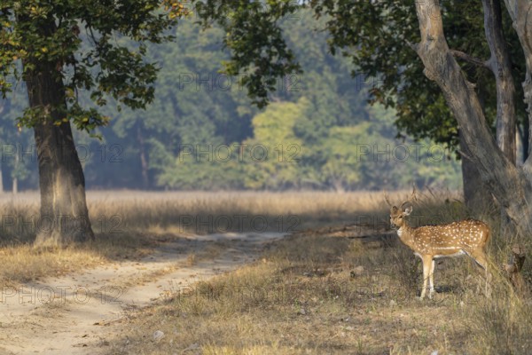 Axis deer (Axis axis), male, standing by the roadside, Bandhavgarh National Park, Bahannara, Manpur, Madhya Pradesh, India