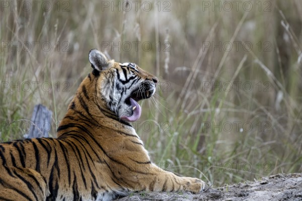 Royal Bengal tiger (Panthera tigris tigris), lying, grooming, Bandhavgarh National Park, Bahannara, Manpur, Madhya Pradesh, India