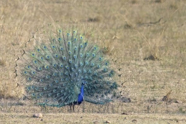 Indian peafowl (Pavo scalloped ribbonfish), male, in grassland, Bandhavgarh National Park, Bahannara, Manpur, Madhya Pradesh, India