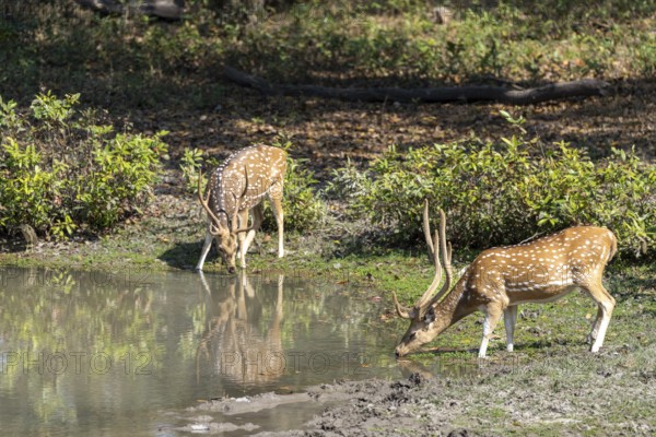 Axis deer (Axis axis), male, drinking from a pond, Bandhavgarh National Park, Tala, Manpur, Madhya Pradesh, India