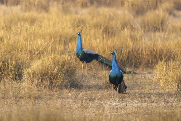 Indian peafowl (Pavo scalloped ribbonfish), male, in grassland, Bandhavgarh National Park, Mahaman, Manpur, Madhya Pradesh, India