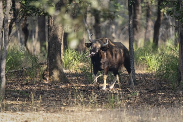Gaur (Bos gaurus), in the forest, sticking out its tongue, Bandhavgarh National Park, Bahannara, Manpur, Madhya Pradesh, India