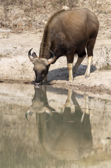 Gaur (Bos gaurus), drinking from pond, reflection in water, Bandhavgarh National Park, Bahannara, Manpur, Madhya Pradesh, India