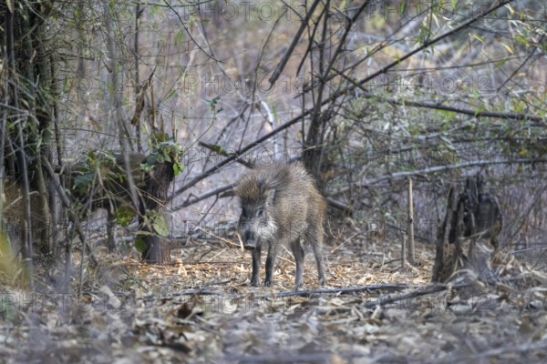 Indian Wild Boar (Sus scalloped ribbonfish), in the forest, Bandhavgarh National Park, Mairee, Manpur, Madhya Pradesh, India