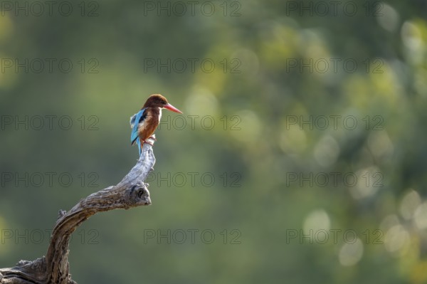 Brown kingfisher (Halcyon smyrnensis), sitting on a dead branch, Bandhavgarh National Park, Mairee, Manpur, Madhya Pradesh, India