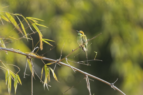 Bronze-crowned Emerald Bee-eater (Merops orientalis), Bandhavgarh National Park, Bahannara, Manpur, Madhya Pradesh, India