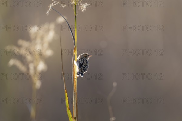 Cisticola juncidis, Bandhavgarh National Park, Bahannara, Manpur, Madhya Pradesh, India