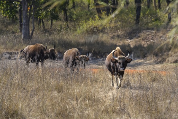 Gaur (Bos gaurus), running through grassland, Bandhavgarh National Park, Mahaman, Manpur, Madhya Pradesh, India