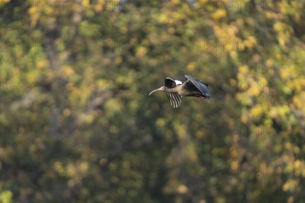 Warthog ibis (Pseudibis npapillosa), in flight, Bandhavgarh National Park, Mairee, Manpur, Madhya Pradesh, India