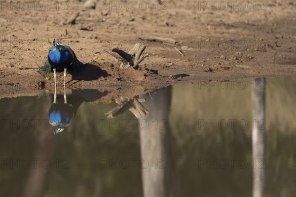 Indian peafowl (Pavo scalloped ribbonfish), male, reflected in the water, Bandhavgarh National Park, Mairee, Manpur, Madhya Pradesh, India