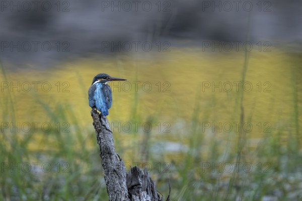 Kingfisher (Alcedo atthis), Bandhavgarh National Park, Bahannara, Manpur, Madhya Pradesh, India
